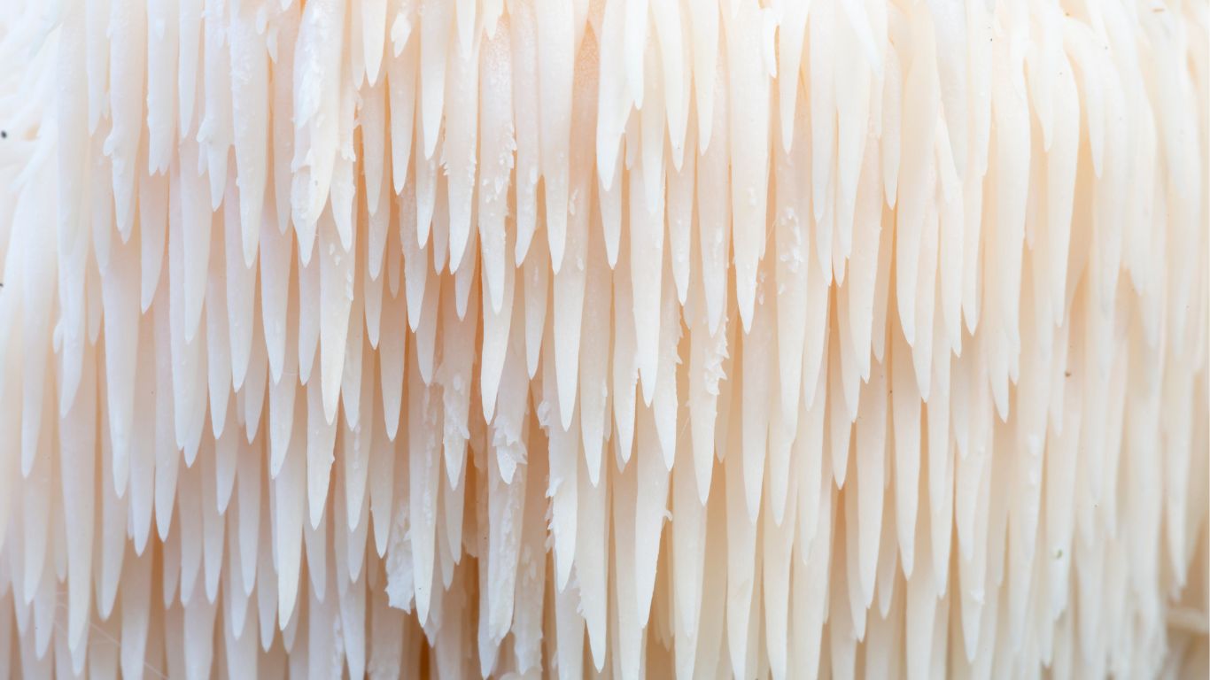 The Hidden Power of Functional Mushrooms for Women with PCOS: A Comprehensive Guide